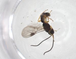  ( - CBG-A56760-G04)  @11 [ ] CreativeCommons - Attribution Share - Alike (2024) Centre for Biodiversity Genomics Centre for Biodiversity Genomics