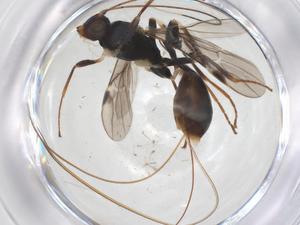  ( - CBG-A56763-D08)  @11 [ ] CreativeCommons - Attribution Share - Alike (2024) Centre for Biodiversity Genomics Centre for Biodiversity Genomics