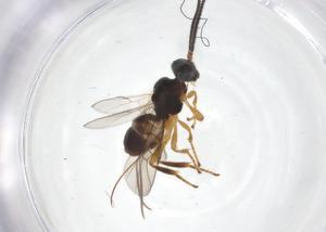  ( - CBG-A56783-H04)  @11 [ ] CreativeCommons - Attribution Share - Alike (2024) Centre for Biodiversity Genomics Centre for Biodiversity Genomics