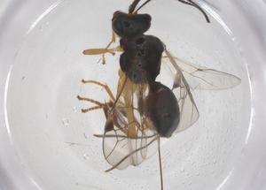  ( - CBG-A58256-C10)  @11 [ ] CreativeCommons - Attribution Share - Alike (2024) Centre for Biodiversity Genomics Centre for Biodiversity Genomics