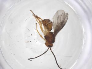  ( - CBG-A58256-H08)  @11 [ ] CreativeCommons - Attribution Share - Alike (2024) Centre for Biodiversity Genomics Centre for Biodiversity Genomics