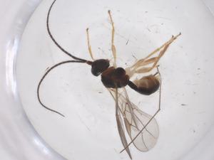  (opiMalaise01 Malaise3115 - CBG-A58264-A03)  @11 [ ] CreativeCommons - Attribution Share - Alike (2024) Centre for Biodiversity Genomics Centre for Biodiversity Genomics