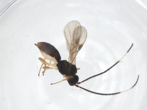  (Heterospilus Malaise3272 - CBG-A58267-H10)  @11 [ ] CreativeCommons - Attribution Share - Alike (2024) Centre for Biodiversity Genomics Centre for Biodiversity Genomics