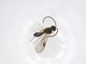  ( - CBG-A58473-E03)  @11 [ ] CreativeCommons - Attribution Share - Alike (2024) Centre for Biodiversity Genomics Centre for Biodiversity Genomics