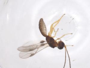  ( - CBG-A58480-G11)  @11 [ ] CreativeCommons - Attribution Share - Alike (2024) Centre for Biodiversity Genomics Centre for Biodiversity Genomics