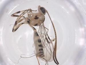  ( - CBG-A58483-G08)  @11 [ ] CreativeCommons - Attribution Share - Alike (2024) Centre for Biodiversity Genomics Centre for Biodiversity Genomics