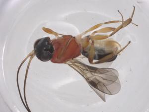  ( - CBG-A58504-D11)  @11 [ ] CreativeCommons - Attribution Share - Alike (2024) Centre for Biodiversity Genomics Centre for Biodiversity Genomics