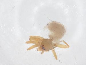  ( - CBG-A58505-E11)  @11 [ ] CreativeCommons - Attribution Share - Alike (2024) Centre for Biodiversity Genomics Centre for Biodiversity Genomics