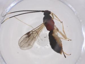  ( - CBG-A58506-C04)  @11 [ ] CreativeCommons - Attribution Share - Alike (2024) Centre for Biodiversity Genomics Centre for Biodiversity Genomics