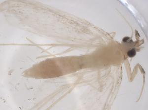  ( - CBG-A58506-C05)  @11 [ ] CreativeCommons - Attribution Share - Alike (2024) Centre for Biodiversity Genomics Centre for Biodiversity Genomics