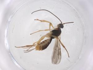  ( - CBG-A58508-A01)  @11 [ ] CreativeCommons - Attribution Share - Alike (2024) Centre for Biodiversity Genomics Centre for Biodiversity Genomics