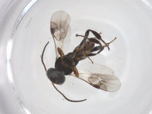  ( - CBG-A58509-G03)  @11 [ ] CreativeCommons - Attribution Share - Alike (2024) Centre for Biodiversity Genomics Centre for Biodiversity Genomics