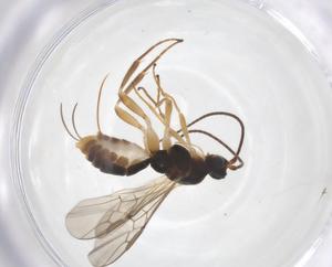  ( - CBG-A58509-H05)  @11 [ ] CreativeCommons - Attribution Share - Alike (2024) Centre for Biodiversity Genomics Centre for Biodiversity Genomics