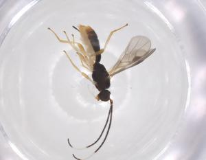  (Heterospilus Malaise3264 - CBG-A58511-G03)  @11 [ ] CreativeCommons - Attribution Share - Alike (2024) Centre for Biodiversity Genomics Centre for Biodiversity Genomics