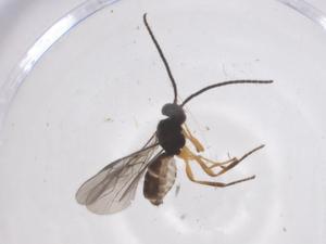  (opiMalaise01 Malaise4176 - CBG-A58516-D02)  @11 [ ] CreativeCommons - Attribution Share - Alike (2024) Centre for Biodiversity Genomics Centre for Biodiversity Genomics