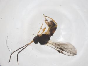  ( - CBG-A58521-G05)  @11 [ ] CreativeCommons - Attribution Share - Alike (2024) Centre for Biodiversity Genomics Centre for Biodiversity Genomics