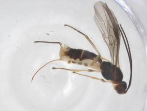  ( - CBG-A58521-G06)  @11 [ ] CreativeCommons - Attribution Share - Alike (2024) Centre for Biodiversity Genomics Centre for Biodiversity Genomics