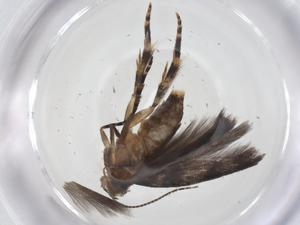  ( - CBG-A58522-G03)  @11 [ ] CreativeCommons - Attribution Share - Alike (2024) Centre for Biodiversity Genomics Centre for Biodiversity Genomics