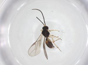  ( - CBG-A58525-B05)  @11 [ ] CreativeCommons - Attribution Share - Alike (2024) Centre for Biodiversity Genomics Centre for Biodiversity Genomics