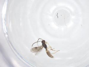  ( - CBG-A58542-F12)  @11 [ ] CreativeCommons - Attribution Share - Alike (2024) Centre for Biodiversity Genomics Centre for Biodiversity Genomics