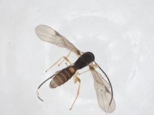  ( - CBG-A58543-D08)  @11 [ ] CreativeCommons - Attribution Share - Alike (2024) Centre for Biodiversity Genomics Centre for Biodiversity Genomics