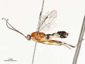  ( - CBG-A58594-A06)  @11 [ ] CreativeCommons - Attribution Share - Alike (2024) CBG Photography Group Centre for Biodiversity Genomics