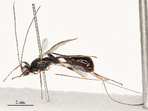  ( - CBG-A58594-A11)  @11 [ ] CreativeCommons - Attribution Share - Alike (2024) CBG Photography Group Centre for Biodiversity Genomics