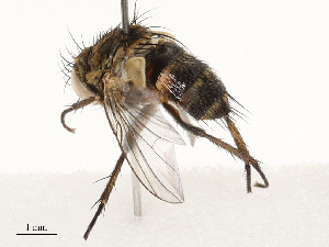  ( - CBG-A58594-C08)  @11 [ ] CreativeCommons - Attribution Share - Alike (2024) CBG Photography Group Centre for Biodiversity Genomics