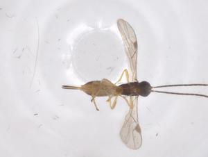  ( - CBG-A59064-C09)  @11 [ ] CreativeCommons - Attribution Share - Alike (2024) Centre for Biodiversity Genomics Centre for Biodiversity Genomics