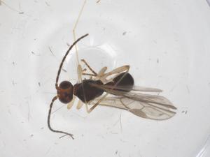  (Stiropius Malaise9586 - CBG-A59065-D07)  @11 [ ] CreativeCommons - Attribution Share - Alike (2024) Centre for Biodiversity Genomics Centre for Biodiversity Genomics