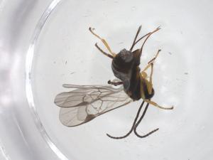  ( - CBG-A59071-G04)  @11 [ ] CreativeCommons - Attribution Share - Alike (2024) Centre for Biodiversity Genomics Centre for Biodiversity Genomics