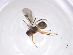  ( - CBG-A59078-E12)  @11 [ ] CreativeCommons - Attribution Share - Alike (2024) Centre for Biodiversity Genomics Centre for Biodiversity Genomics