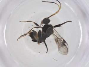  (Diolcogaster Malaise1510 - CBG-A59079-C07)  @11 [ ] CreativeCommons - Attribution Share - Alike (2024) Centre for Biodiversity Genomics Centre for Biodiversity Genomics