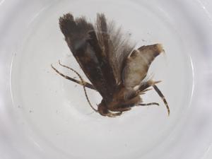  ( - CBG-A59079-D04)  @11 [ ] CreativeCommons - Attribution Share - Alike (2024) Centre for Biodiversity Genomics Centre for Biodiversity Genomics