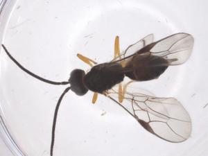  ( - CBG-A59107-H05)  @11 [ ] CreativeCommons - Attribution Share - Alike (2024) Centre for Biodiversity Genomics Centre for Biodiversity Genomics