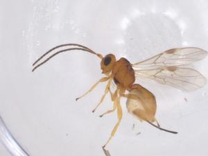  ( - CBG-A59109-D11)  @11 [ ] CreativeCommons - Attribution Share - Alike (2024) Centre for Biodiversity Genomics Centre for Biodiversity Genomics