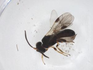  ( - CBG-A59118-G03)  @11 [ ] CreativeCommons - Attribution Share - Alike (2024) Centre for Biodiversity Genomics Centre for Biodiversity Genomics