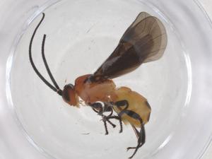  ( - CBG-A59314-B04)  @11 [ ] CreativeCommons - Attribution Share - Alike (2024) Centre for Biodiversity Genomics Centre for Biodiversity Genomics