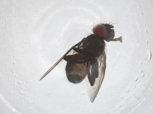  ( - CBG-A59314-C12)  @11 [ ] CreativeCommons - Attribution Share - Alike (2024) Centre for Biodiversity Genomics Centre for Biodiversity Genomics