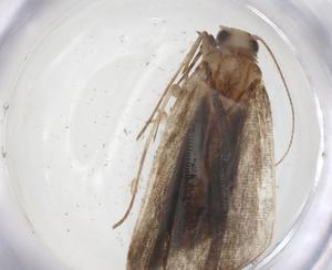  ( - CBG-A59315-H04)  @11 [ ] CreativeCommons - Attribution Share - Alike (2024) Centre for Biodiversity Genomics Centre for Biodiversity Genomics