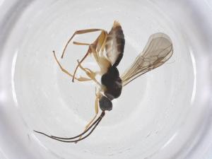  ( - CBG-A59317-D11)  @11 [ ] CreativeCommons - Attribution Share - Alike (2024) Centre for Biodiversity Genomics Centre for Biodiversity Genomics