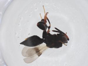  ( - CBG-A59318-F11)  @11 [ ] CreativeCommons - Attribution Share - Alike (2024) Centre for Biodiversity Genomics Centre for Biodiversity Genomics