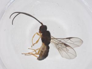  ( - CBG-A59320-B07)  @11 [ ] CreativeCommons - Attribution Share - Alike (2024) Centre for Biodiversity Genomics Centre for Biodiversity Genomics