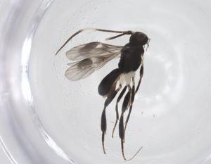  ( - CBG-A59321-G08)  @11 [ ] CreativeCommons - Attribution Share - Alike (2024) Centre for Biodiversity Genomics Centre for Biodiversity Genomics