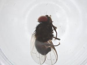  ( - CBG-A59323-E12)  @11 [ ] CreativeCommons - Attribution Share - Alike (2024) Centre for Biodiversity Genomics Centre for Biodiversity Genomics