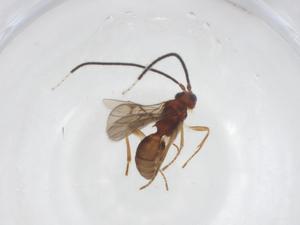  ( - CBG-A59326-B06)  @11 [ ] CreativeCommons - Attribution Share - Alike (2024) Centre for Biodiversity Genomics Centre for Biodiversity Genomics