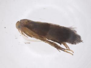  ( - CBG-A59344-H06)  @11 [ ] CreativeCommons - Attribution Share - Alike (2024) Centre for Biodiversity Genomics Centre for Biodiversity Genomics