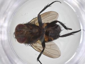  ( - CBG-A59349-H10)  @11 [ ] CreativeCommons - Attribution Share - Alike (2024) Centre for Biodiversity Genomics Centre for Biodiversity Genomics