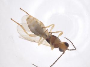  ( - CBG-A59354-H06)  @11 [ ] CreativeCommons - Attribution Share - Alike (2024) Centre for Biodiversity Genomics Centre for Biodiversity Genomics