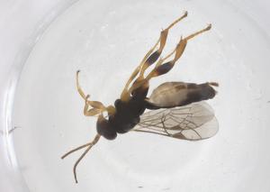  ( - CBG-A59900-A10)  @11 [ ] CreativeCommons - Attribution Share - Alike (2024) Centre for Biodiversity Genomics Centre for Biodiversity Genomics